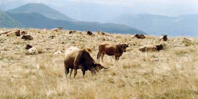 Cantal